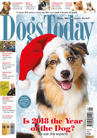 Dogs Today Magazine