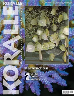 Koralle (German)