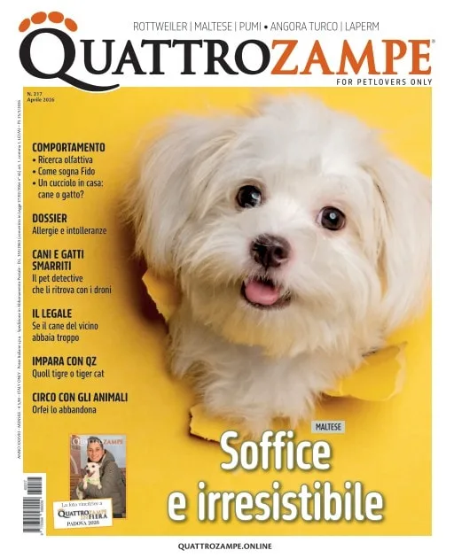 Quattro Zampe (Italian)